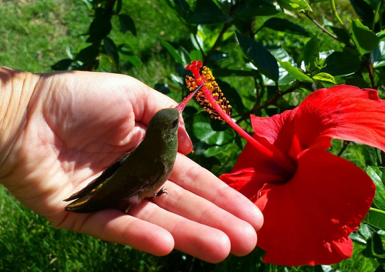 Flores Piriápolis